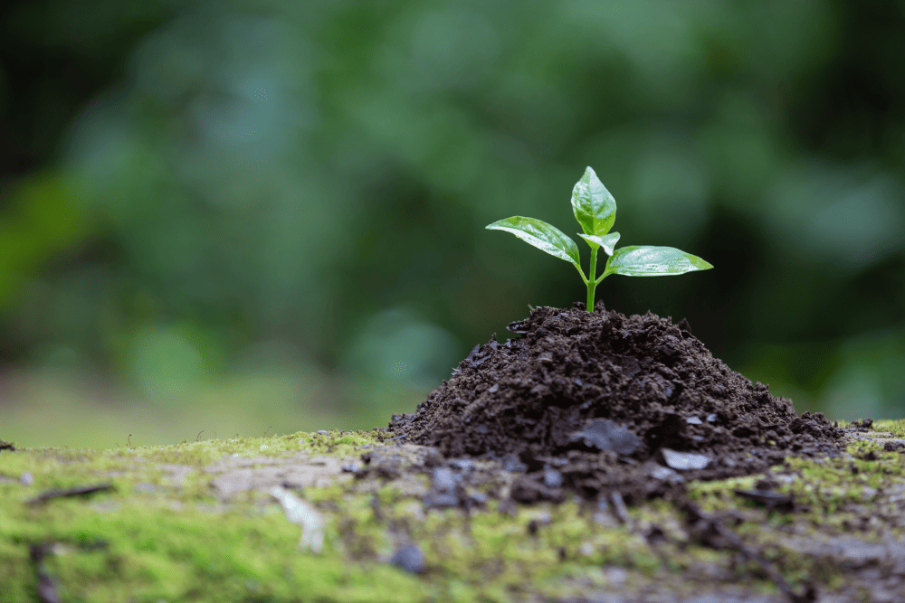 plant-growing-ground